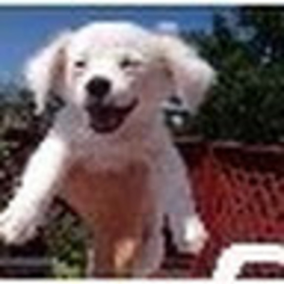 fcournoyer909